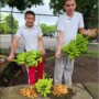 Food Gardens